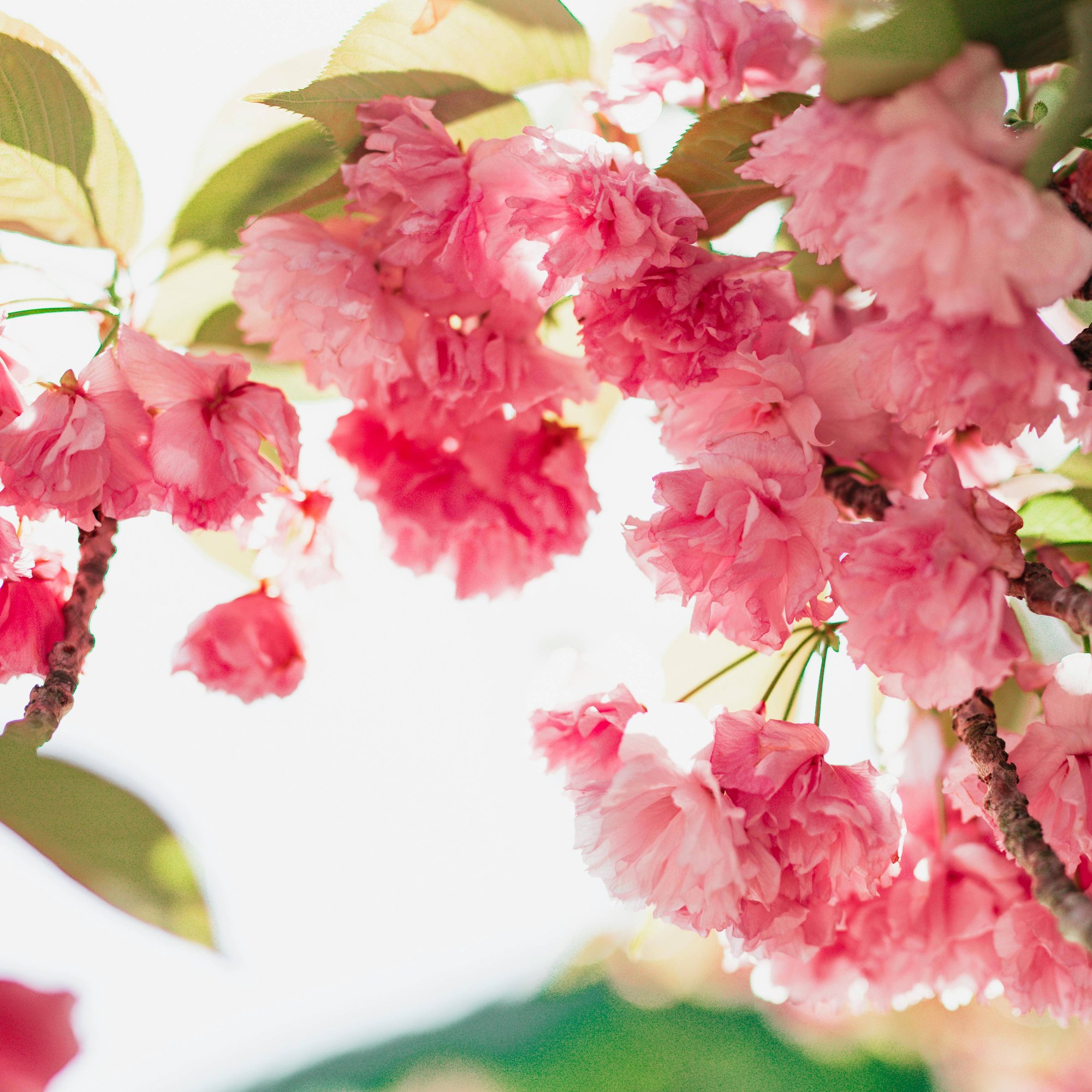 light pink flower