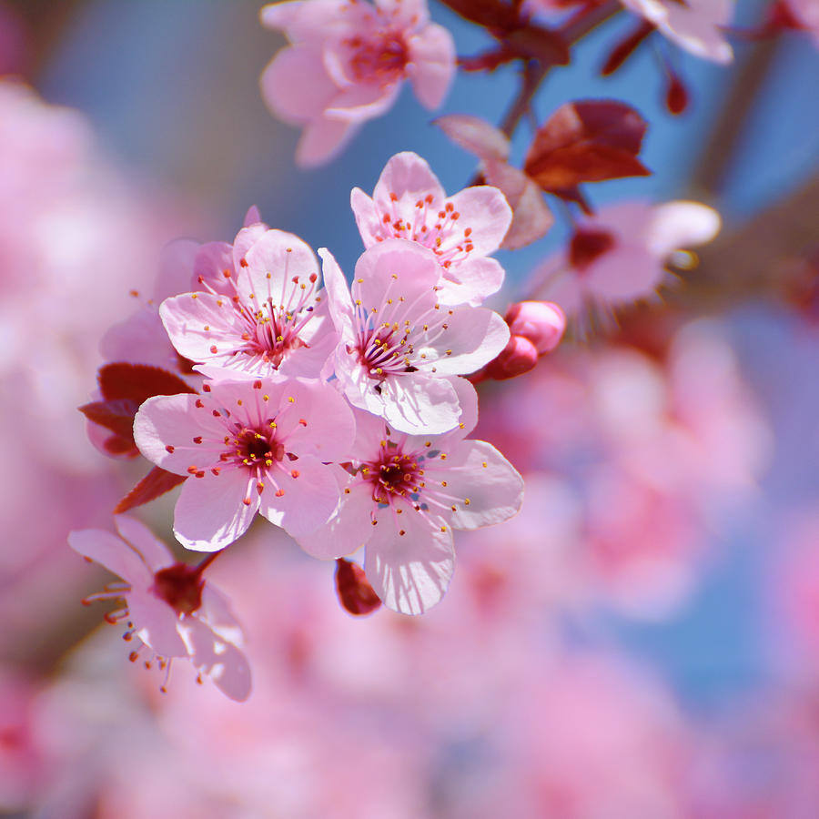 pink spring flowers